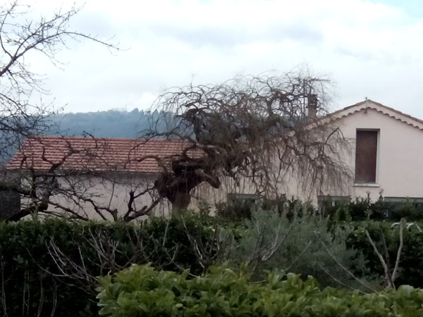 arbre en hiver
